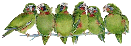 pseudonyme